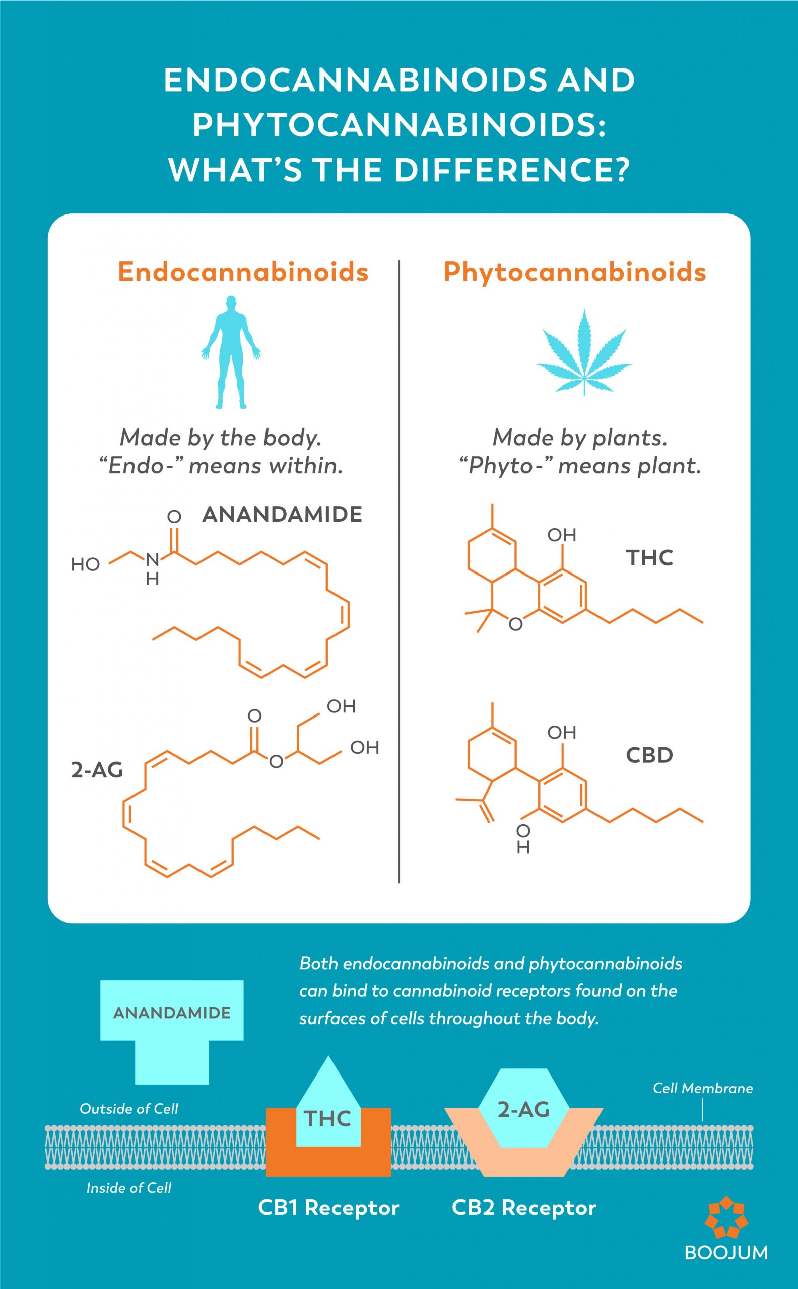 The Cannabinoids Within – Boojum Group