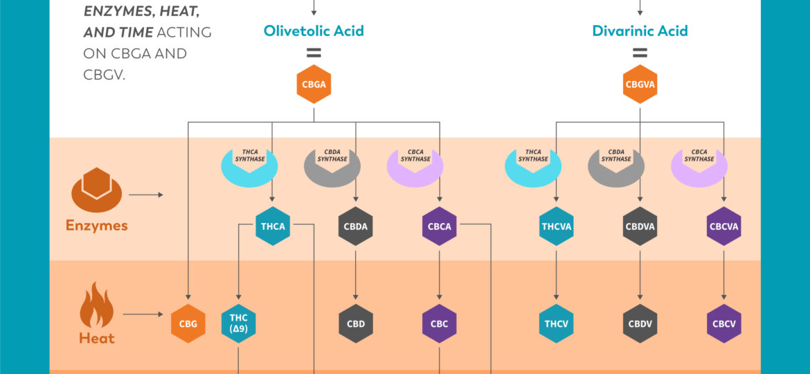 CBG-OGcannabinoid-v18-familytree