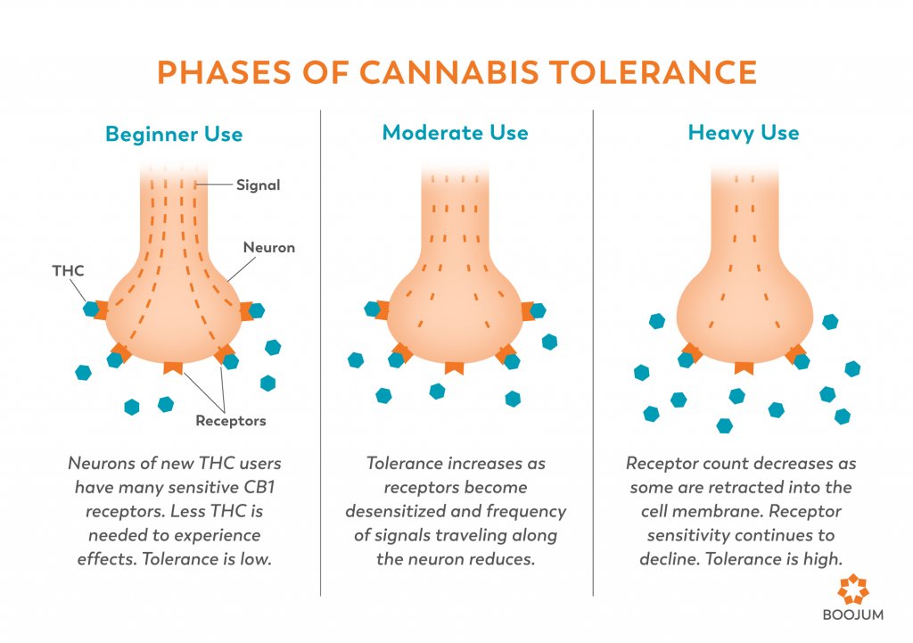 The Science Of Cannabis Tolerance Boojum Group