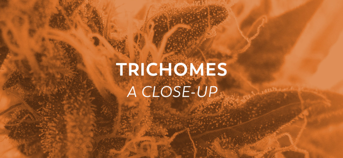 Trichomes-FeaturedImage-v2