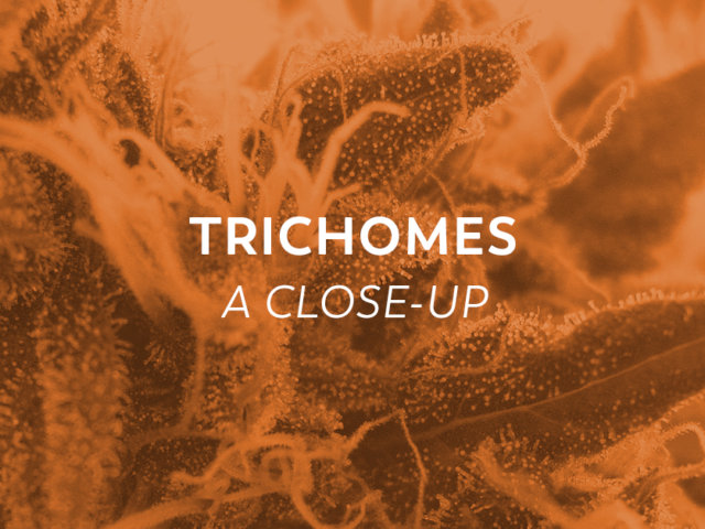 Trichomes-FeaturedImage-v2